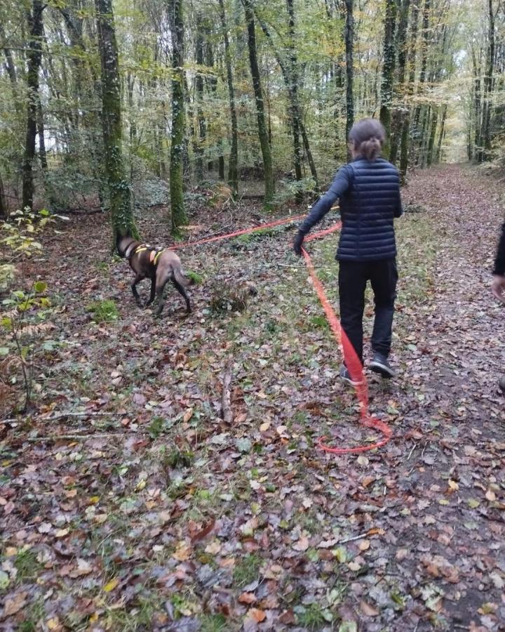 Mantrailing Fougères