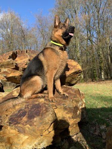 Service Conseiller adoption chien Fougères