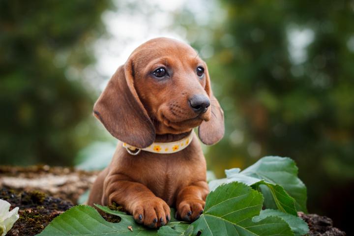 Conseiller adoption chien Fougères