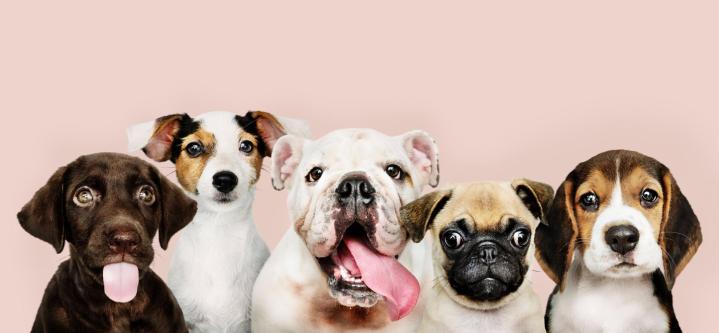 Service Conseiller adoption chien Fougères